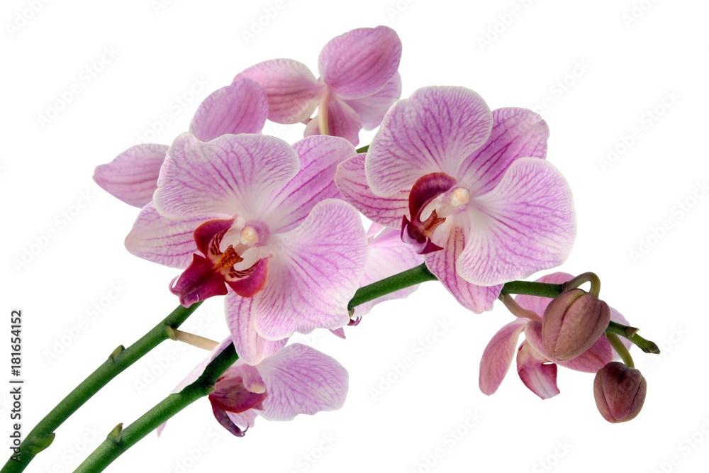 Obraz premium orchid Phalaenospis close up isolated