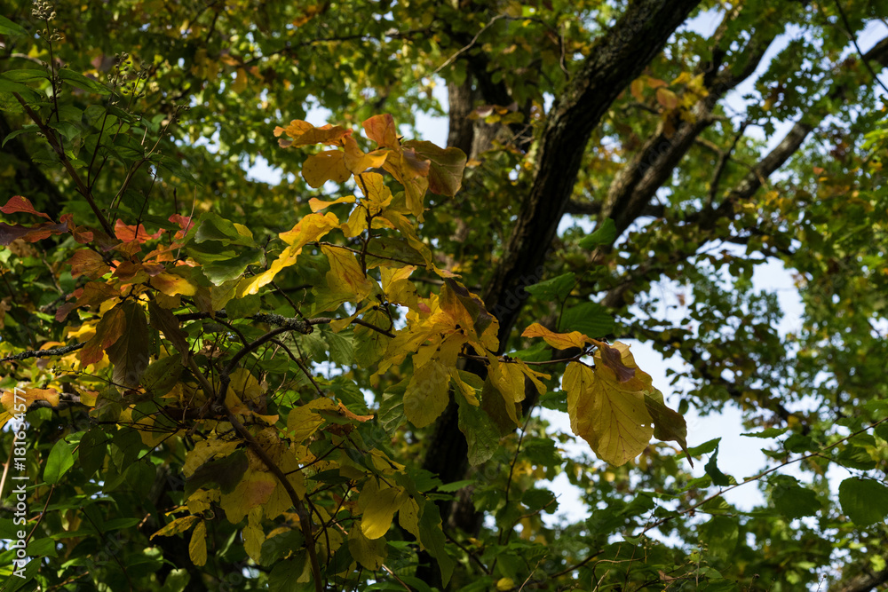 trees in forest with leaves in autumn season low angle view trees in forest with leaves in autumn season low angle view