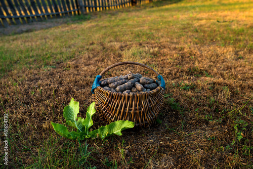 potatoes in a basket on the field