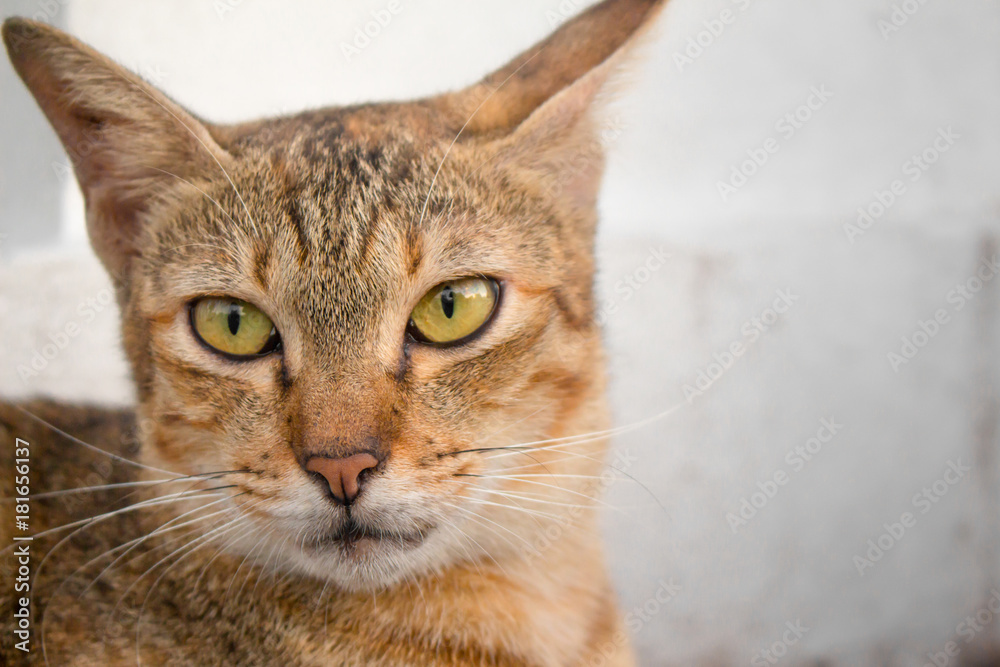 Brown cat with yellow eyes and a crescent of black eyes are looking.