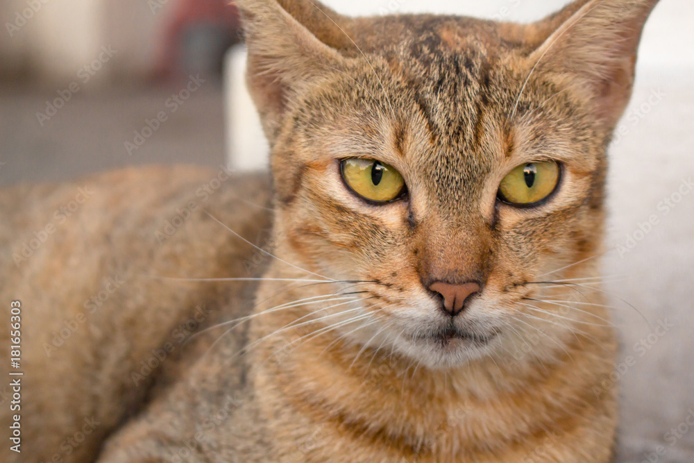 Brown cat with yellow eyes and a crescent of black eyes are looking. Brown cat with yellow eyes and a crescent of black eyes are looking.