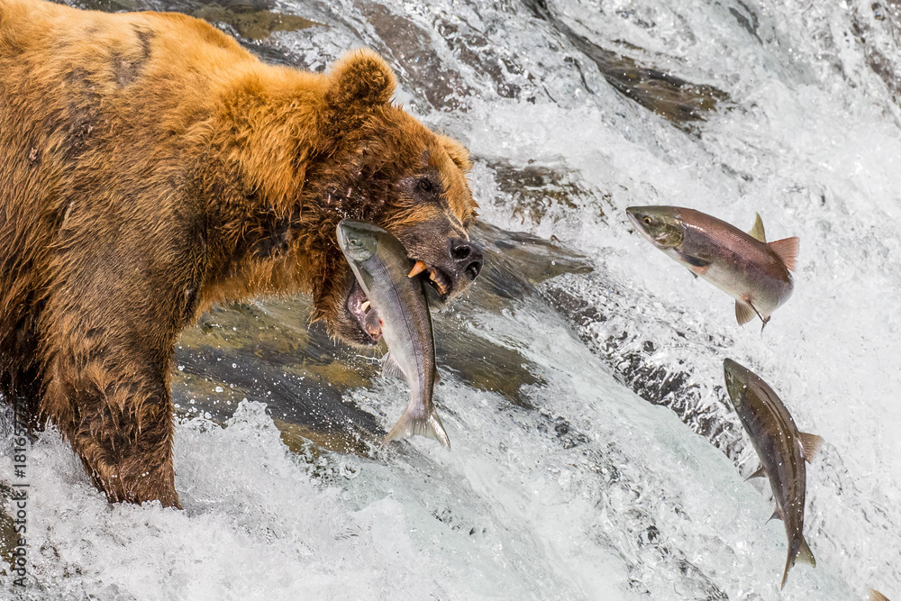 Grizzly bear catching jumping salmon фотография Stock | Adobe Stock