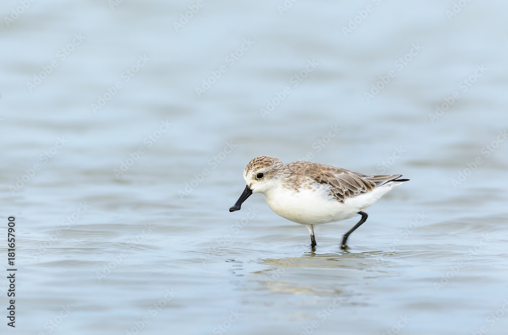 Spoon-billed Sandpiper or Critically endangered, Critically endangered bird in red list of IUCN looking for food at salt pan with water background,Thailand. Spoon-billed Sandpiper or Critically endangered, Critically endangered bird in red list of IUCN looking for food at salt pan with water background,Thailand.