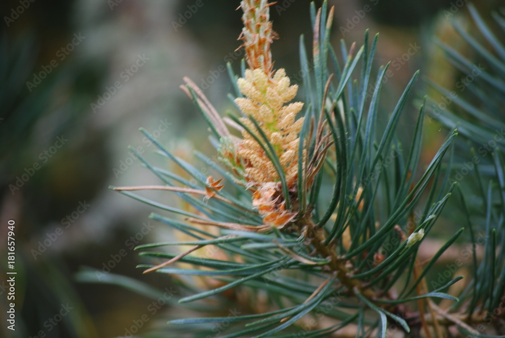 pine pine