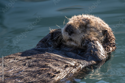 Sea Otter taking a nap © Roger