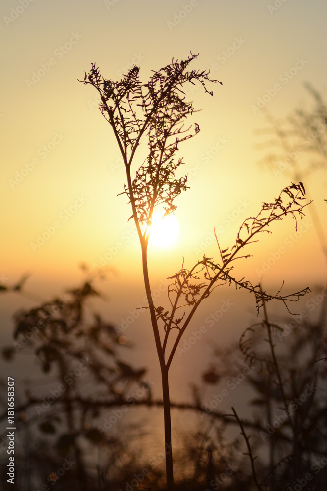 Soleil sur le point de dormir