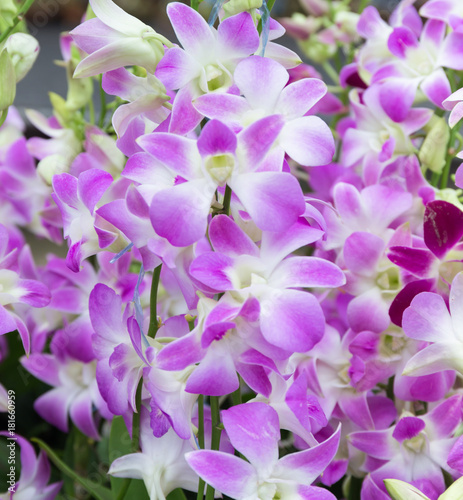 Orchid is queen of flowers. Orchid in tropical garden. Orchid in nature. © thechatat