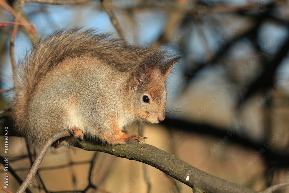 Obraz premium furry red squirrel in the park