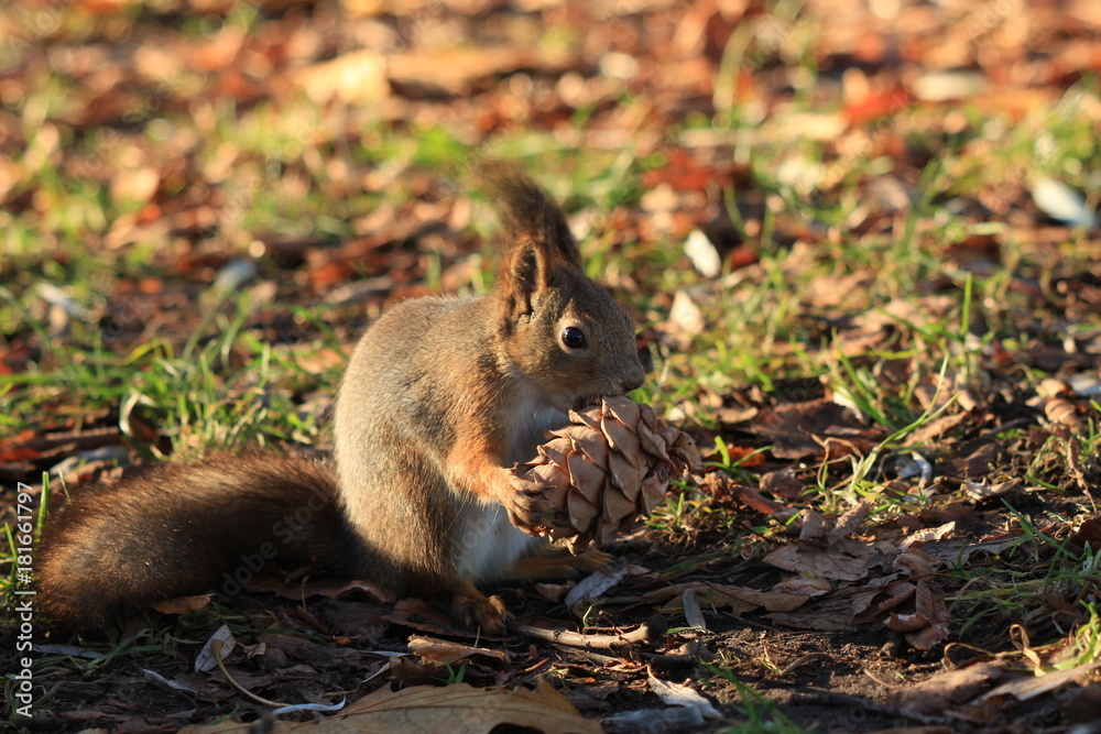 furry red squirrel in the park furry red squirrel in the park