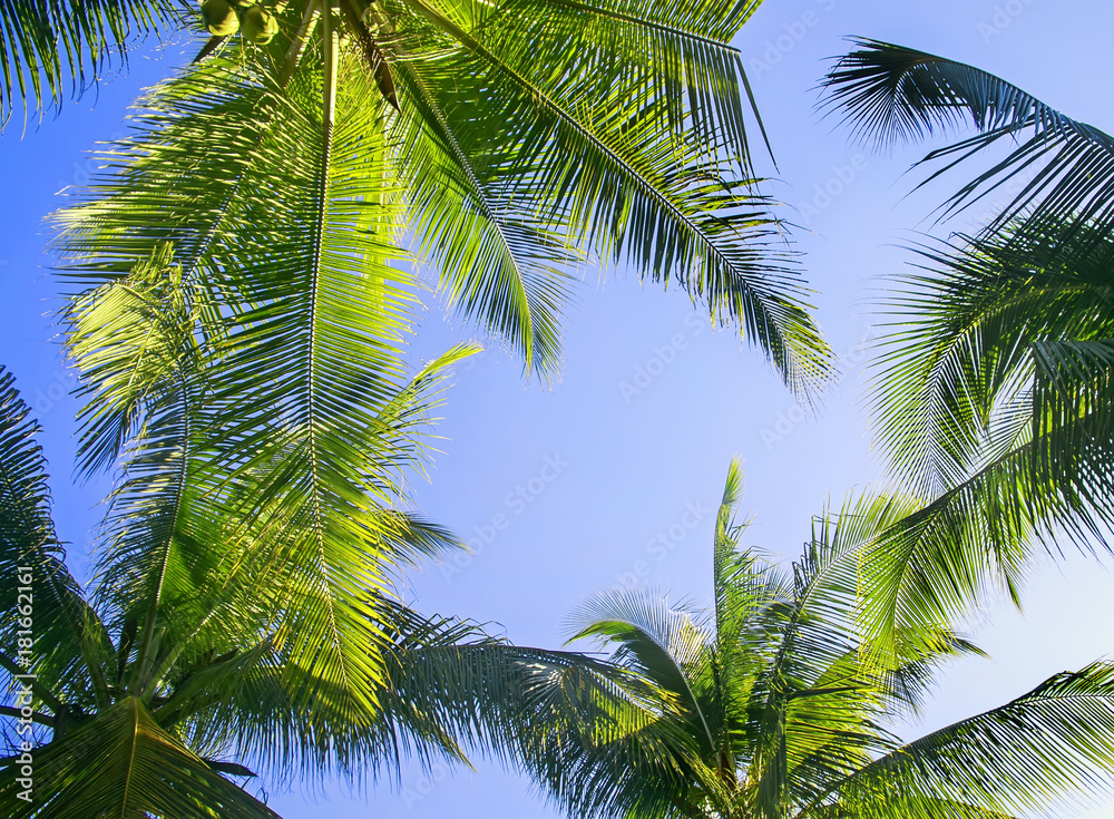 green leaves of palm trees and coconuts grow bottom view against the blue bright sky