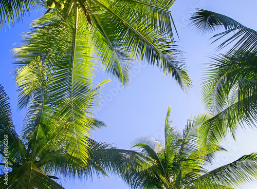 green leaves of palm trees and coconuts grow bottom view against the blue bright sky © nataba
