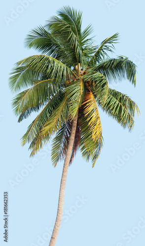 Coconut palm tree on blue background