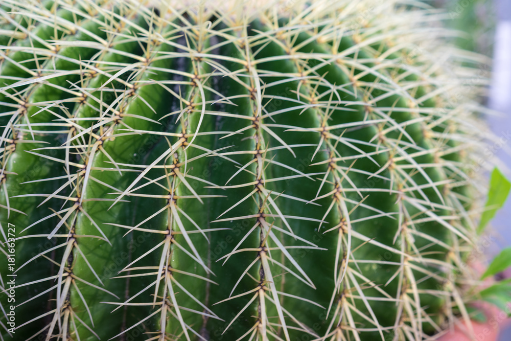 side view of echinocactus grusonii cactus macro side view of echinocactus grusonii cactus macro
