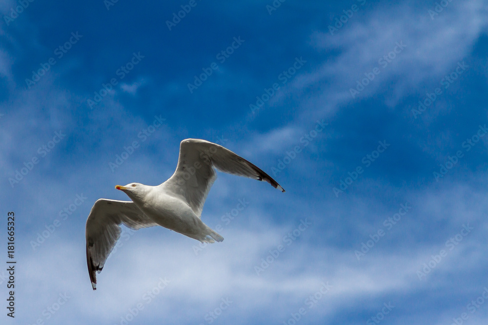 Seagul Seagul