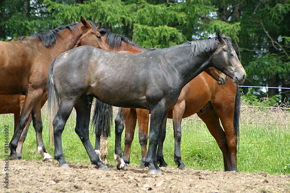 Fototapeta premium Pferde auf der Weide
