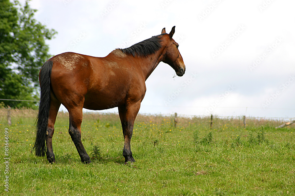 Obraz premium Pferde auf der Weide