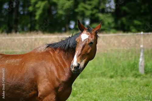 Pferde auf der Weide