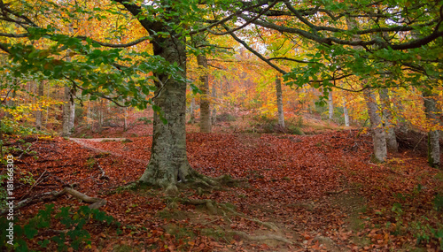 Selva de Irati, Navarra, Spain photo