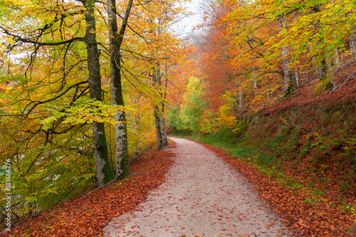 Selva de Irati, Navarra, Spain