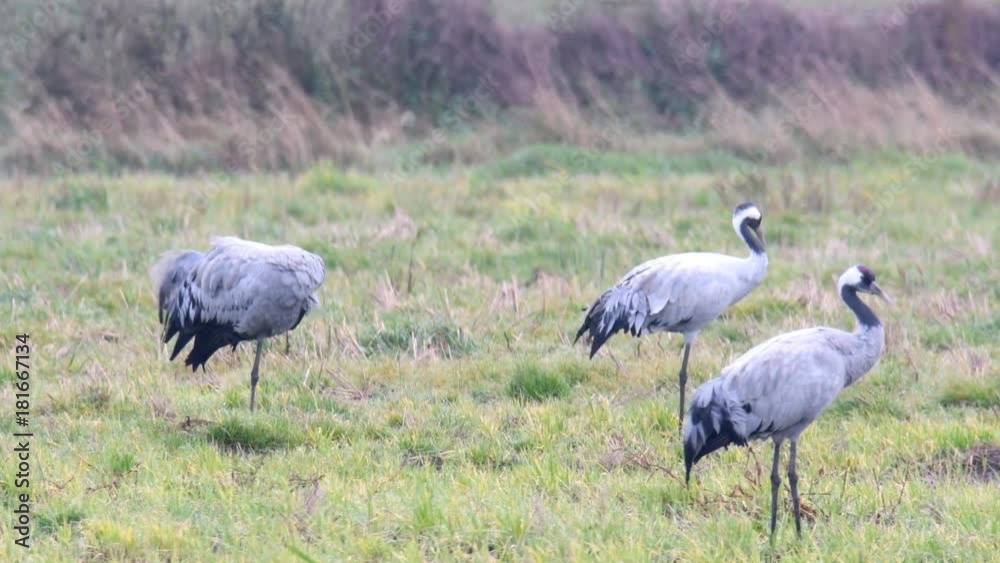 Common Cranes or Eurasian Cranes (Grus Grus) birds feeding Common Cranes or Eurasian Cranes (Grus Grus) birds feeding