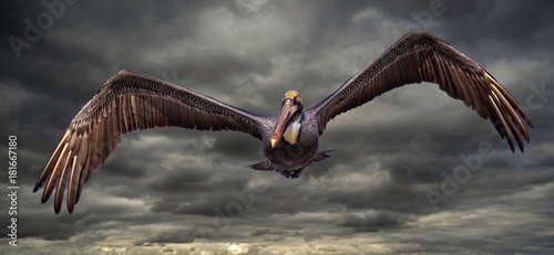 Pelican on a stormy afternoon