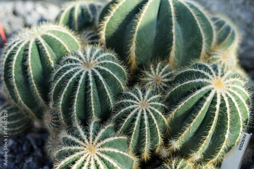 parodia scopa cactus succulent plant many buds parodia scopa cactus succulent plant many buds