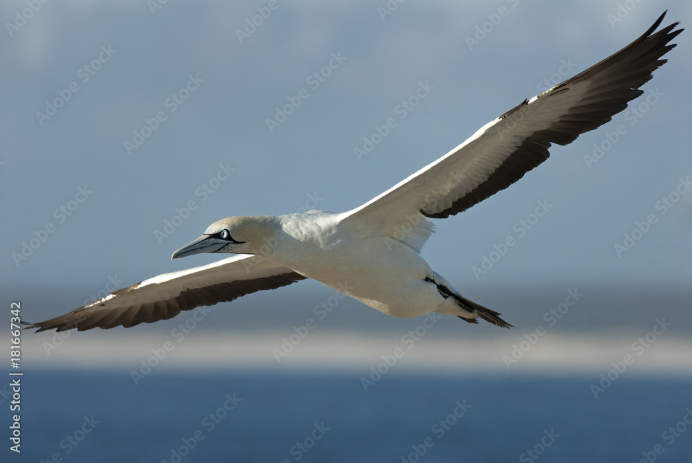 Fototapeta premium Cape Gannets, Morus capensis, Bird Island Nature Reserve, Lambert's Bay, South Africa, big flock of birds