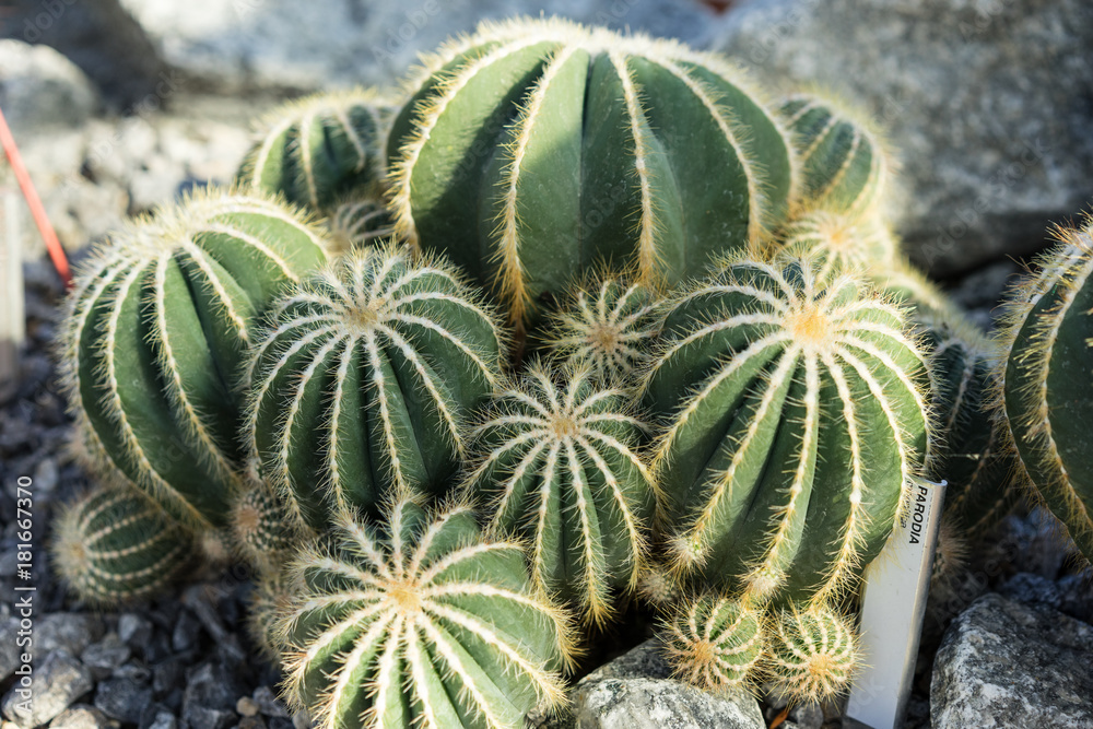 parodia scopa cactus succulent plant many buds parodia scopa cactus succulent plant many buds
