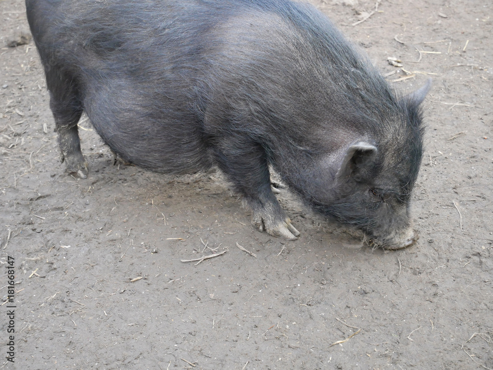 Vietnamese potbellied pig Vietnamese potbellied pig