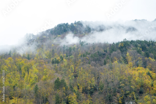 Fog on the mountain, Western pine forest in autumn