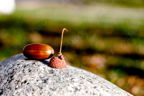 The last acorns in the most beautiful city of Tekeli photo