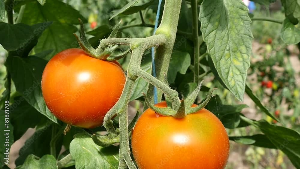 pied de tomate dans le potager