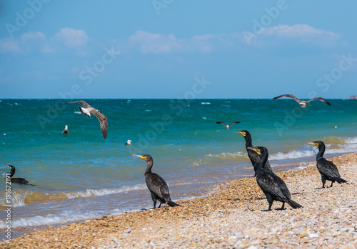 A group of big black cormorants and seagulls on the wild beach at sea shore. Large seabird Phalacrocorax carbo and Larus argentatus, Вlack sea, Russia