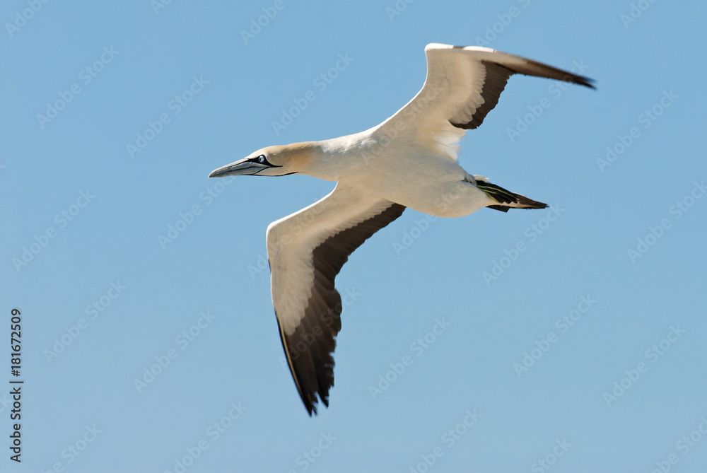 Obraz premium Cape Gannets, Morus capensis, Bird Island Nature Reserve, Lambert's Bay, South Africa, big flock of birds