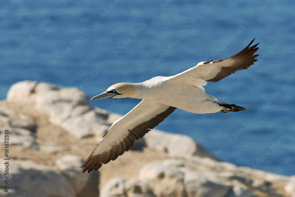 Cape Gannets, Morus capensis, Bird Island Nature Reserve, Lambert's Bay, South Africa, big flock of birds Cape Gannets, Morus capensis, Bird Island Nature Reserve, Lambert's Bay, South Africa, big flock of birds