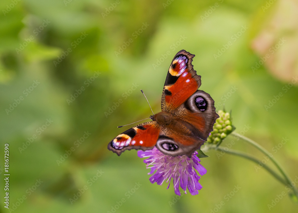 Peacock eye.The bright butterfly a Peacock eye on a flower collects nectar. Peacock eye.The bright butterfly a Peacock eye on a flower collects nectar.