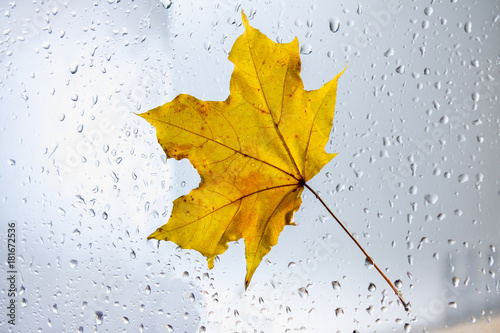 Yellow autumn maple leaf on a rainy window. The concept of Fall seasons.