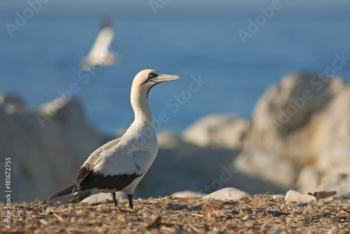 Cape Gannets, Morus capensis, Bird Island Nature Reserve, Lambert's Bay, South Africa, big flock of birds