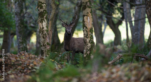 forest deer woods background