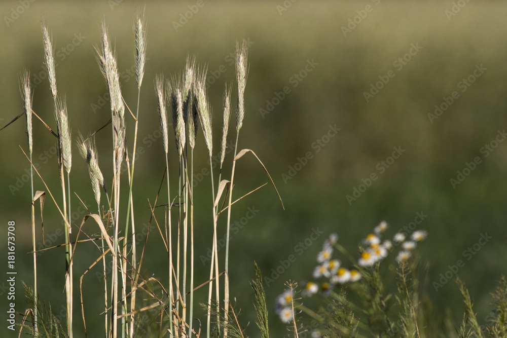 rye in the evening sunlight