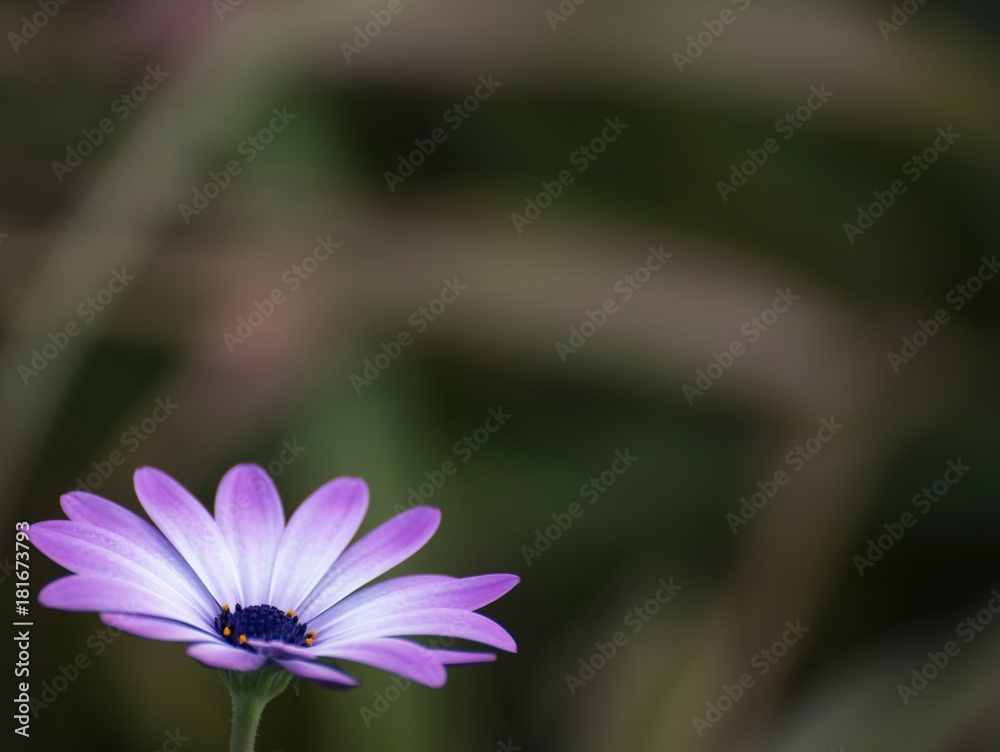 Fototapeta premium purple daisy background