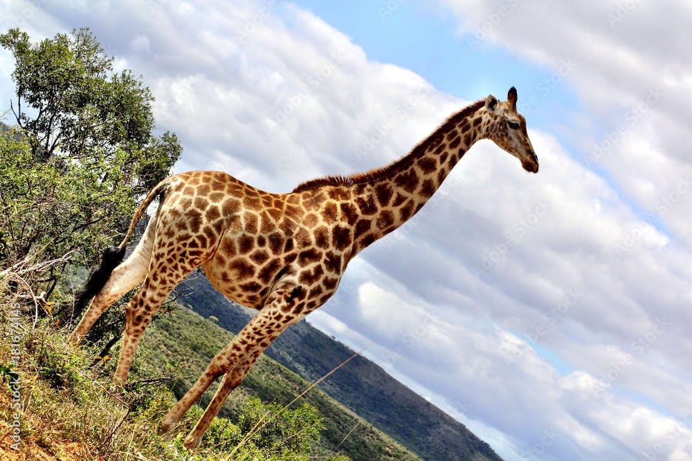 Obraz premium Giraffe Südafrika