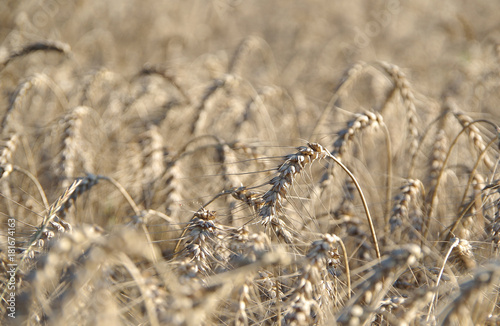 Field full of wheat