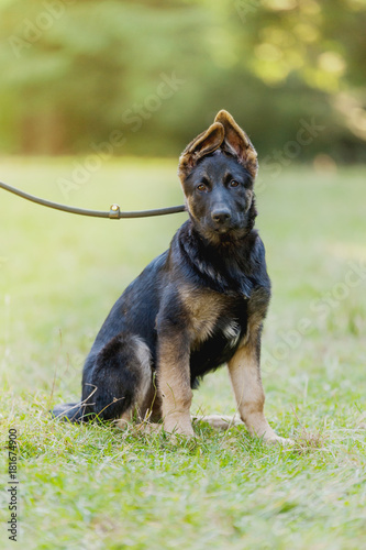 black german shpherd puppy portrait in gras with those clumpzy ears