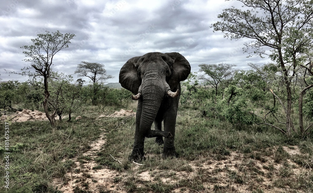Obraz premium Male Elephant Kruger National Park