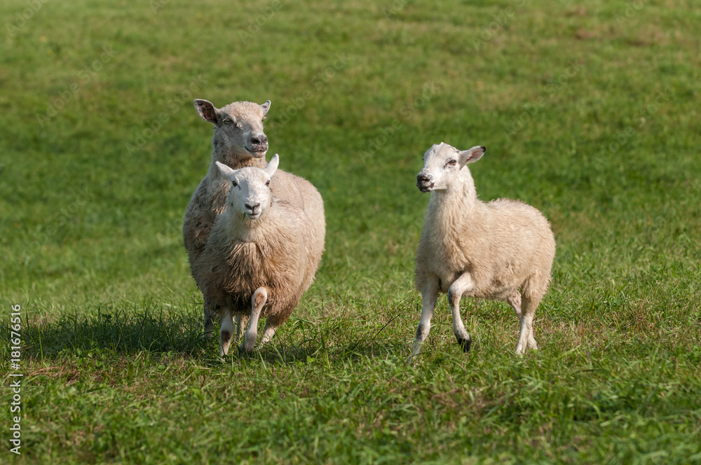 Three Sheep (Ovis aries) Run Forward Three Sheep (Ovis aries) Run Forward