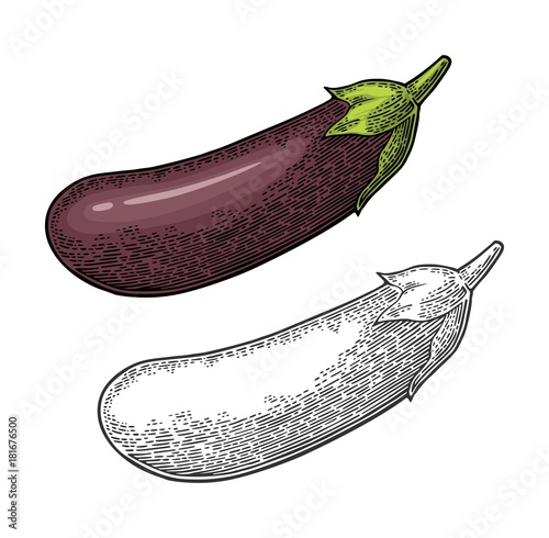 Eggplant. Vector color vintage engraved illustration isolated on white background