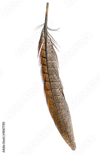 bird feather isolated on white background