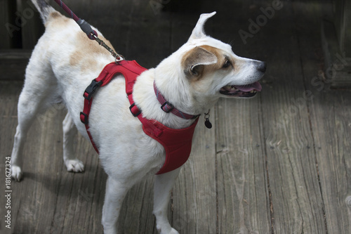 Happy Dog ~Jack Russell Terrier ~ wearing a red harness, looking interested in something to the right.