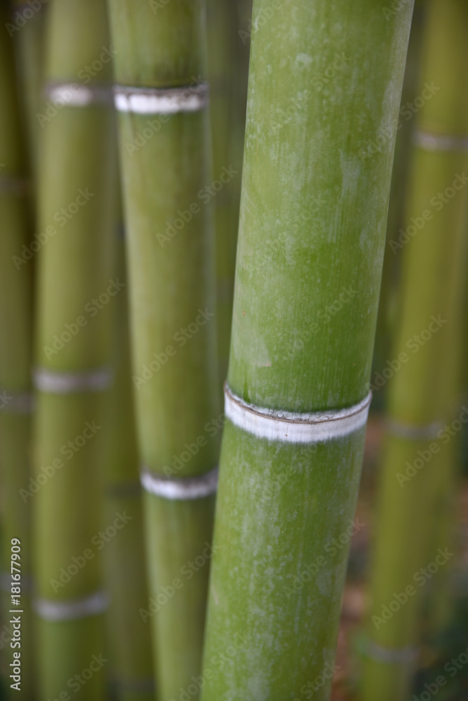 Fototapeta premium Bambou vert au jardin en été